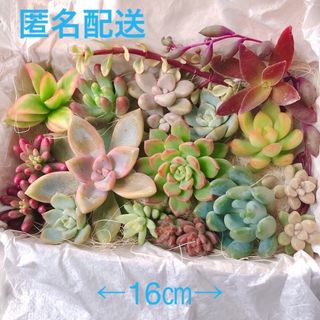 大きめ桜牡丹入り　カット苗セット　多肉植物　寄せ植え(その他)