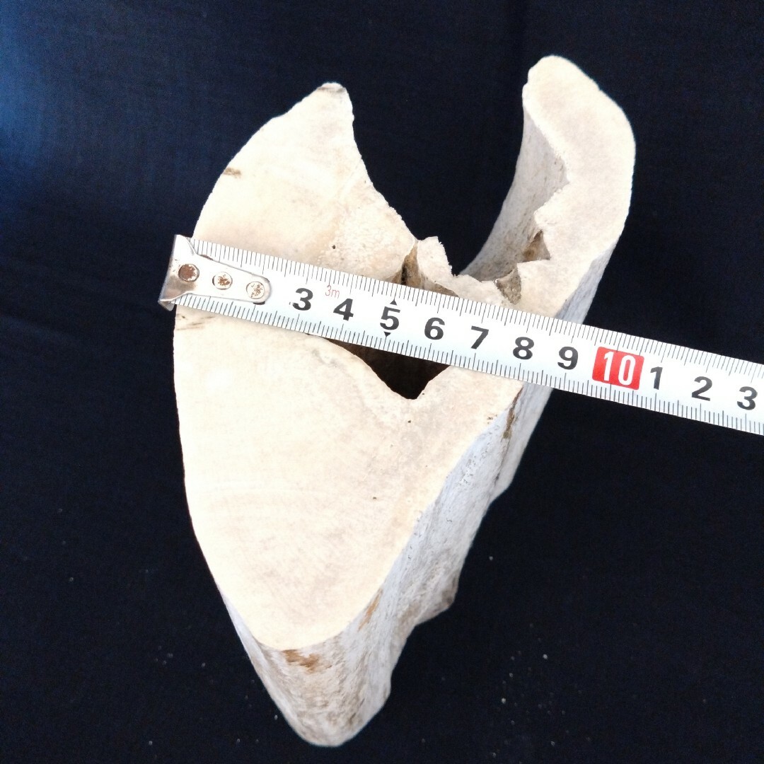 抹香鯨 マッコウクジラの骨 2.5kg 歯 牙 根付 印材 印鑑 彫刻 希少品-