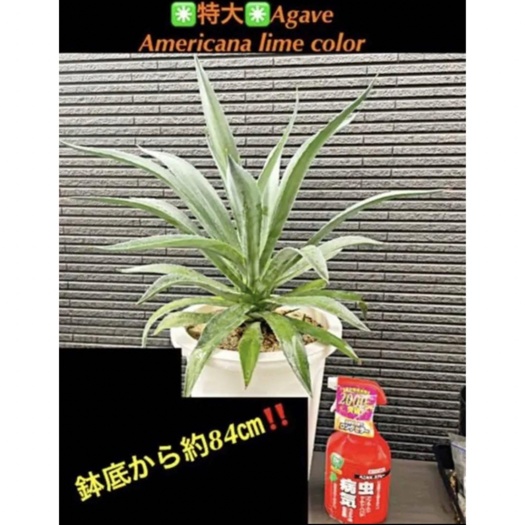 ✳️特大✳️Agave Americana lime color  鉢底から約84㎝