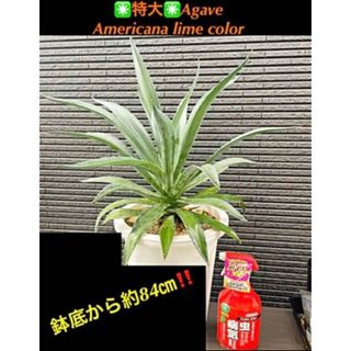 ✳️特大✳️ Agave Americana lime color  約84㎝(その他)