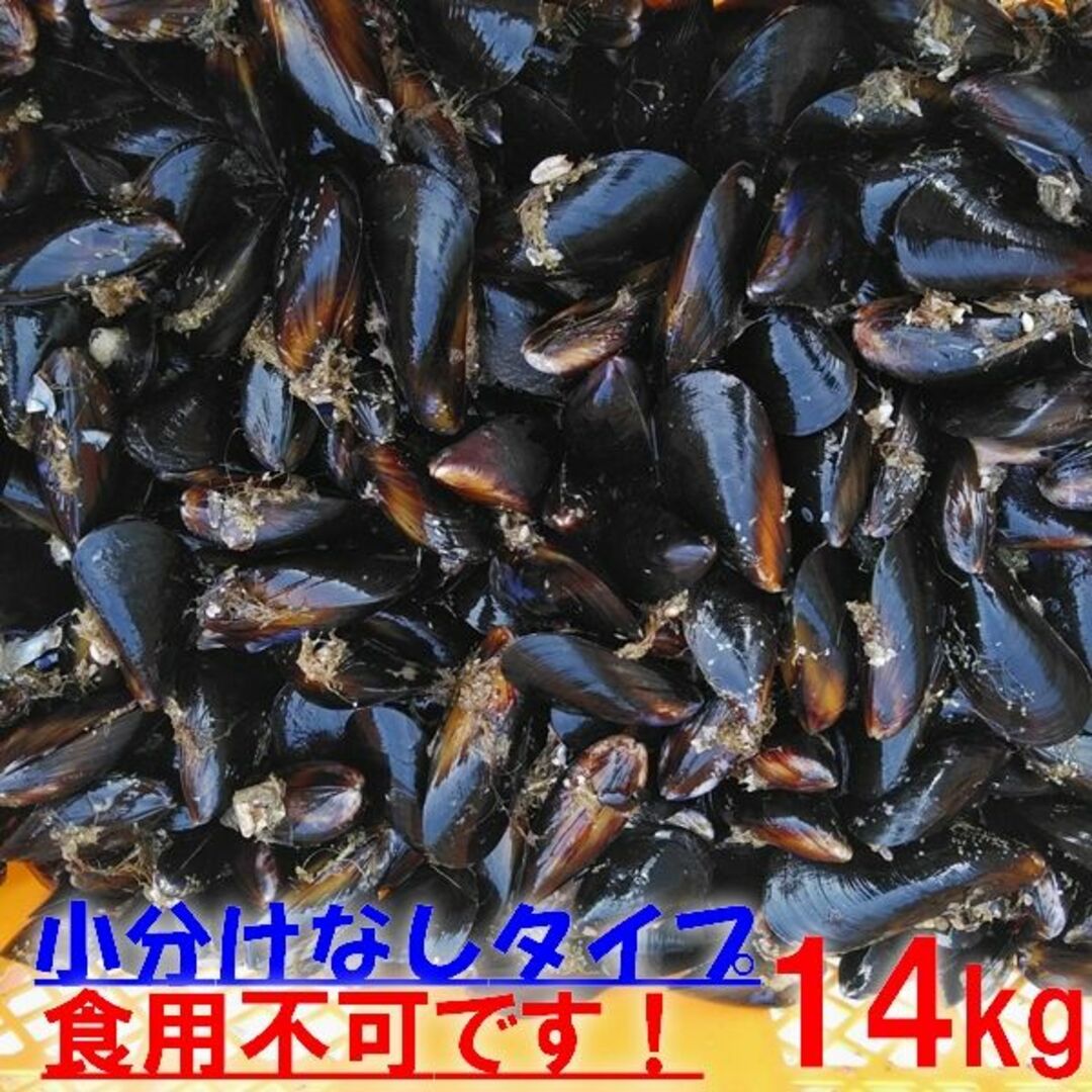 送料無料！釣り餌に★ムラサキイガイ★冷凍発送１４ｋｇ★イガイ カラス貝 ムール貝