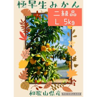 5kg Lサイズ　有田みかん　極早生みかん　二級品　優品(フルーツ)