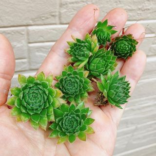 センペルビウムミックスセット(その他)