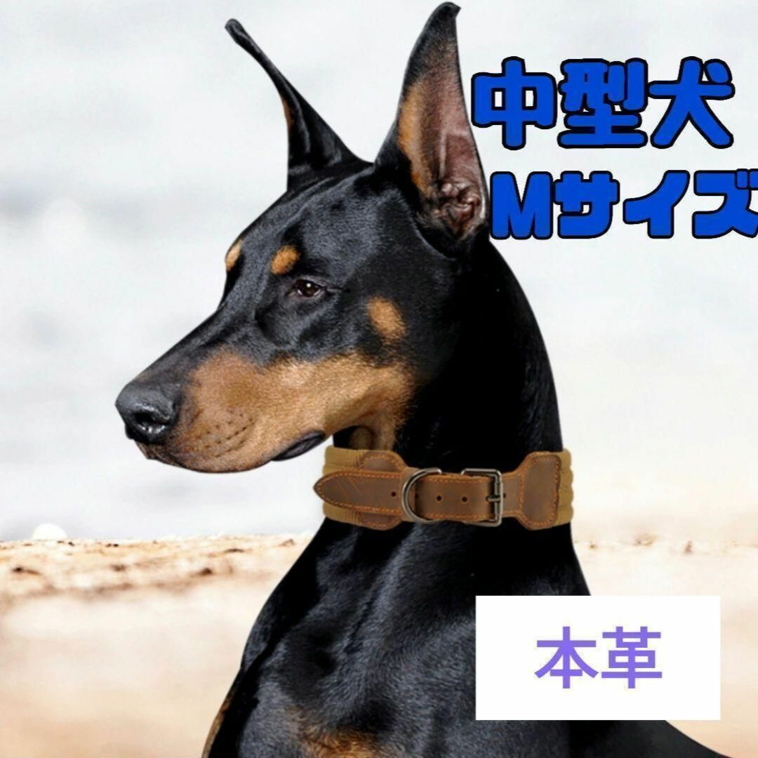 おしゃれ♡中型犬～ 首輪 頑丈 牛革使用 イヌ お散歩 ドック かっこいい♡ M その他のペット用品(犬)の商品写真