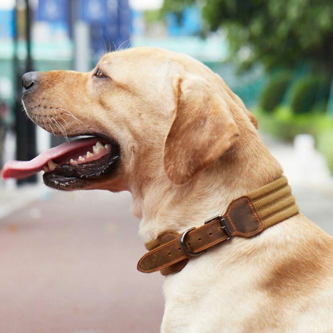 おしゃれ♡中型犬～ 首輪 頑丈 牛革使用 イヌ お散歩 ドック かっこいい♡ M その他のペット用品(犬)の商品写真