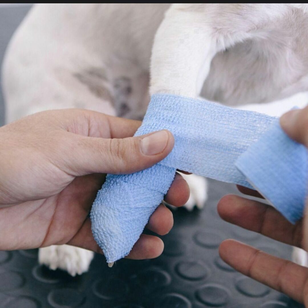 犬 包帯 いぬ ペットフレックス 粘着 テーピング 5cm幅 5色組 怪我 キズ その他のペット用品(犬)の商品写真