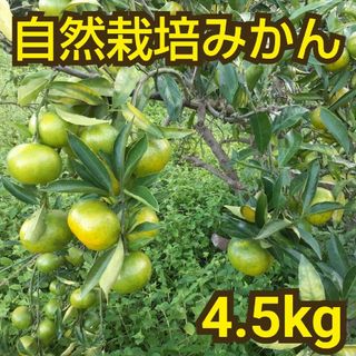 自然栽培 極早生みかん 4.5kg 熊本県産(フルーツ)