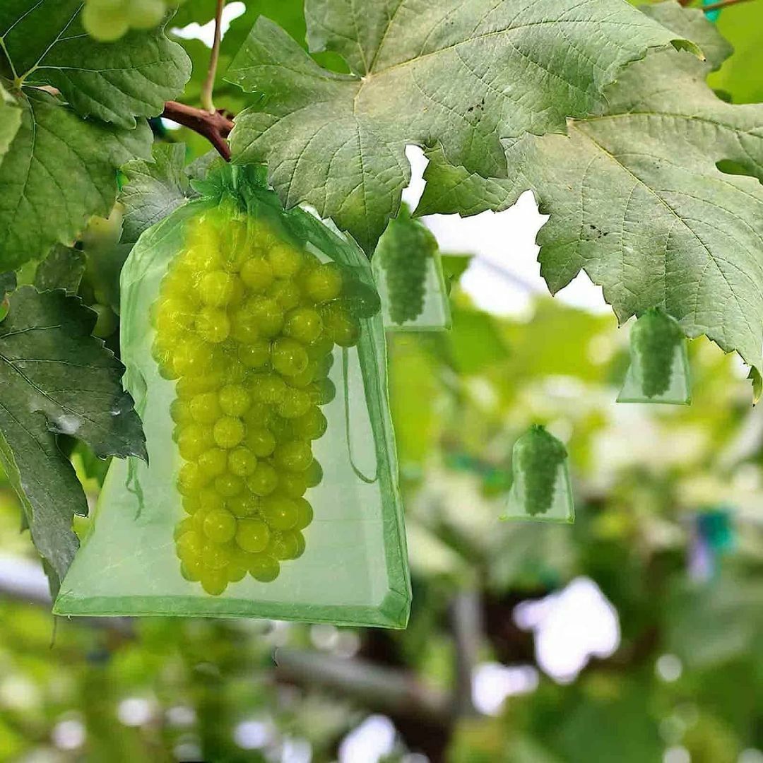 【色: グリーン】果物袋 保護ネット 防虫 ネット 100枚入 果樹用防鳥ネット