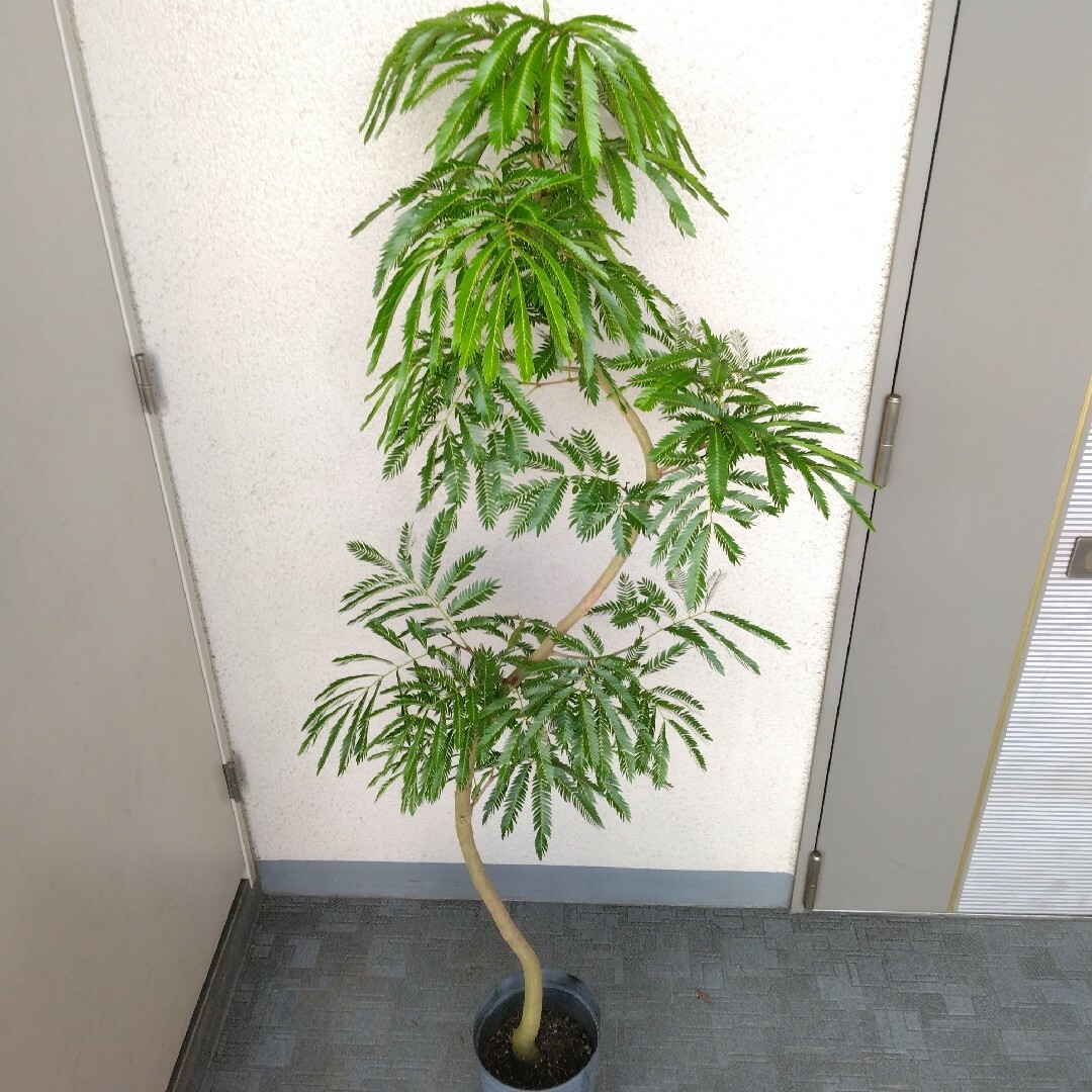 ①エバーフレッシュ曲がり❗️大型観葉植物！高さ150◎❗幹太！樹形綺麗-