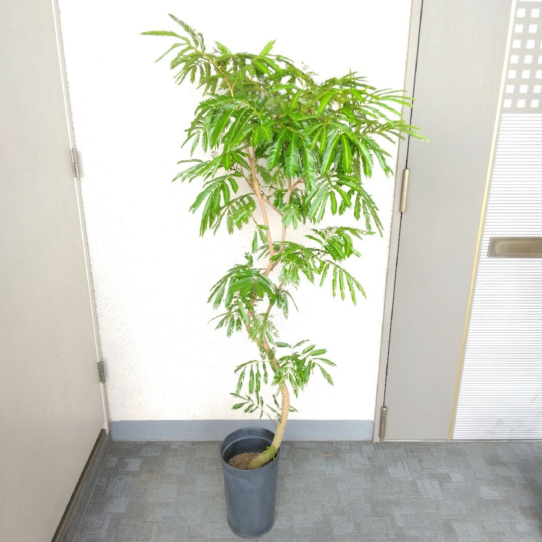 ③エバーフレッシュ曲がり❗️大型観葉植物!高さ125❗樹形綺麗