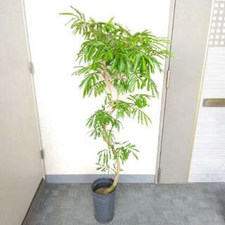 ②エバーフレッシュ曲がり❗️大型観葉植物！高さ148◎❗幹太！樹形綺麗-