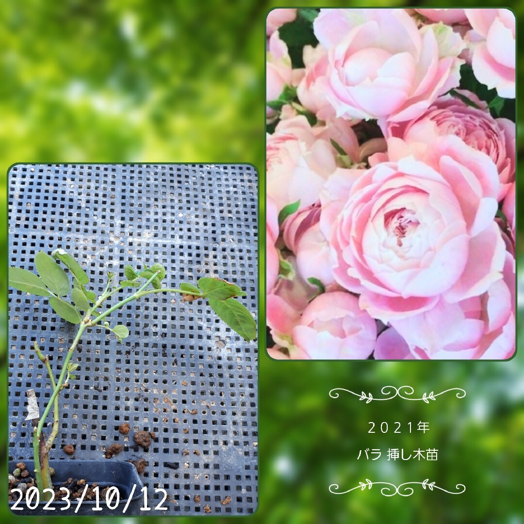 R②＊切花品種 バラ苗 ハンドメイドのフラワー/ガーデン(その他)の商品写真