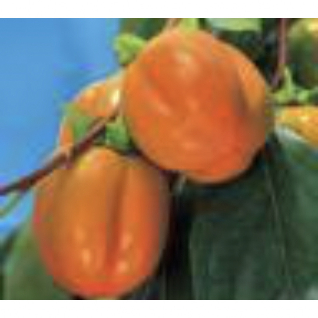 鳥取産　西条柿　あわし柿　１０kg箱　３L　ドライアイスで渋柿を甘柿にしました