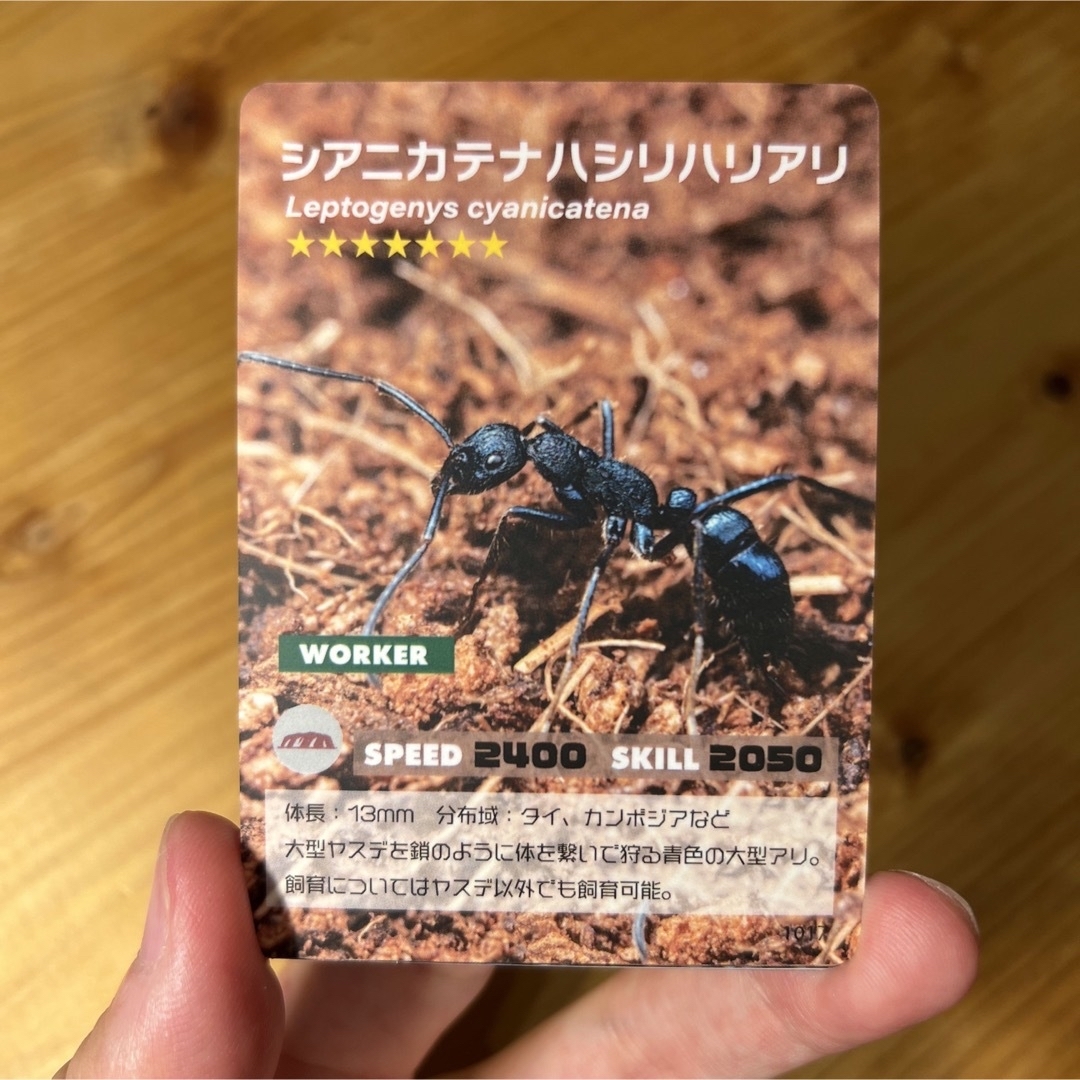 ANT COLLECTION CARD#2 コンプセット【自作トレカ】 エンタメ/ホビーのトレーディングカード(Box/デッキ/パック)の商品写真