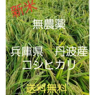 令和5年　兵庫県丹波産 農薬、除草剤不使用　新米コシヒカリ10キロ(米/穀物)