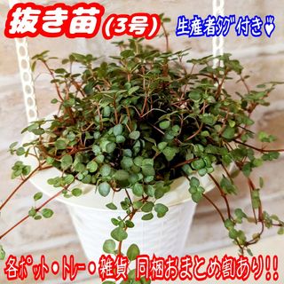 【抜き苗】ピレア グラウカ グレイシー 観葉植物 紅葉 プラ鉢 プレステラ(その他)