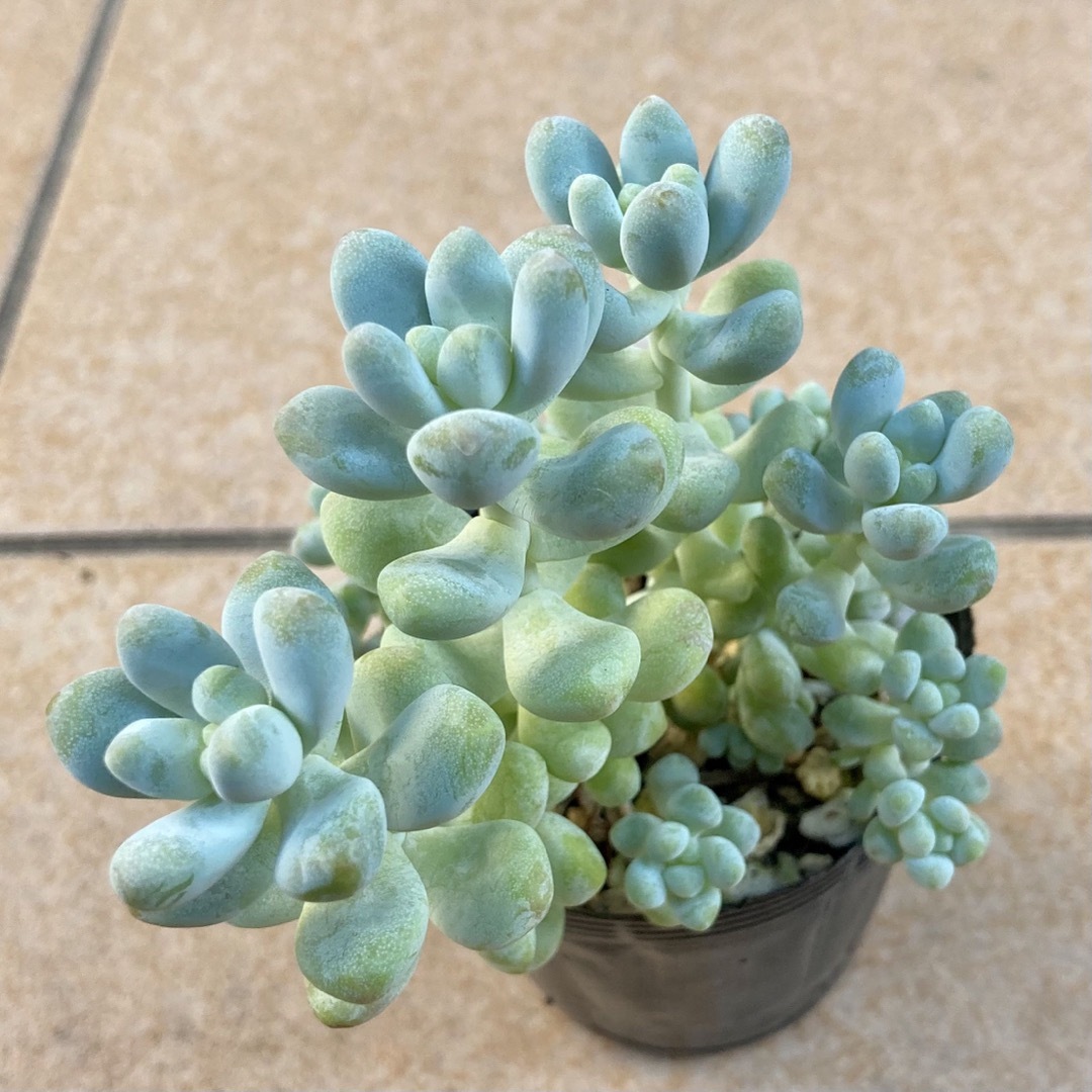 多肉植物 抜き苗 天使の雫 7.5cmポットの通販 by Tenalis Succulent's