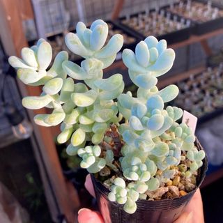 多肉植物 抜き苗 天使の雫 7.5cmポットの通販 by Tenalis Succulent's