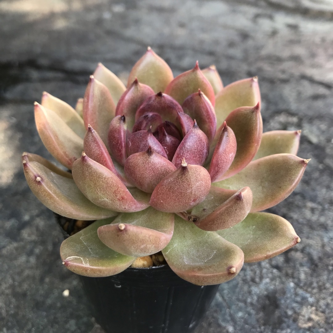 多肉植物35 エレン エケベリア 韓国苗の通販 by 多肉植物 多肉植物35 エレン エケベリア 韓国苗の通販 by 多肉植物