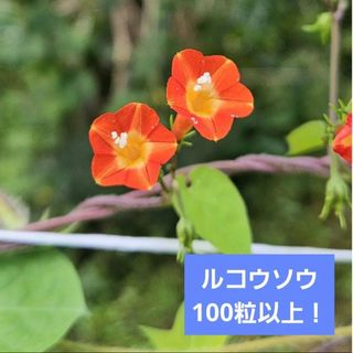 【100粒以上！】ルコウソウの種(その他)