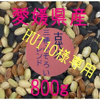 HUI10様専用　古代米3種ふぞろいブレンド　愛媛県産　800ｇ(米/穀物)