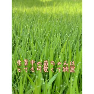 白米20kg 令和5年度産 新米ヒノヒカリ 使用農薬は除草剤一回のみの通販 ...