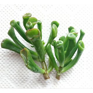 【多肉植物 クラッスラ 宇宙の木 ゴーラム 2頭 (カット苗)】(その他)