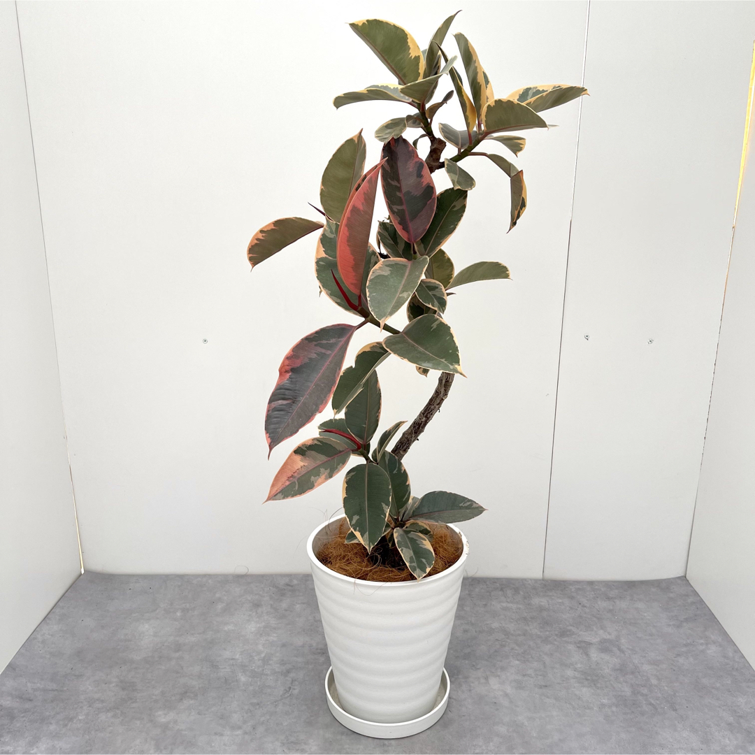 フィカス　ルビー　曲がり　9【現品】観葉植物