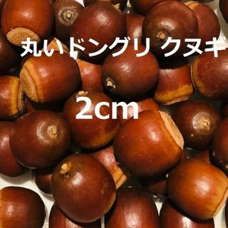 丸い ドングリ【クヌギ】2cm 100個(ドライフラワー)