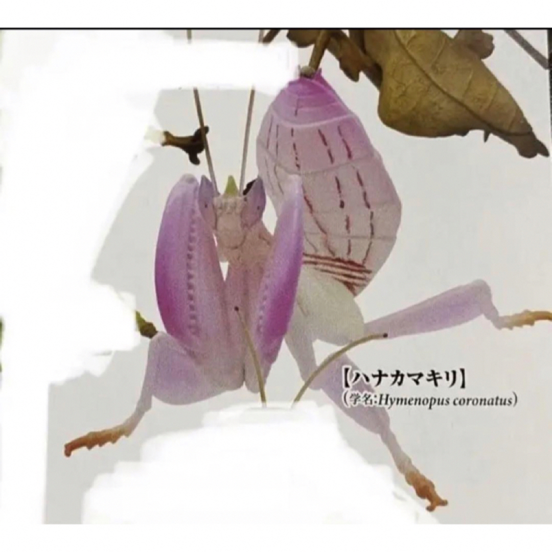 原色図鑑シリーズ 原色擬態昆虫コノハカマキリ品 速けれ 原色図鑑シリーズ 原色擬態昆虫コノハカマキリ品 速けれ