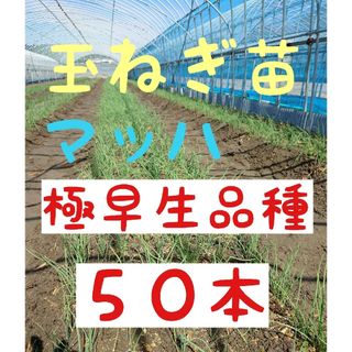 玉ねぎ苗【極早生品種マッハ５０本】(野菜)