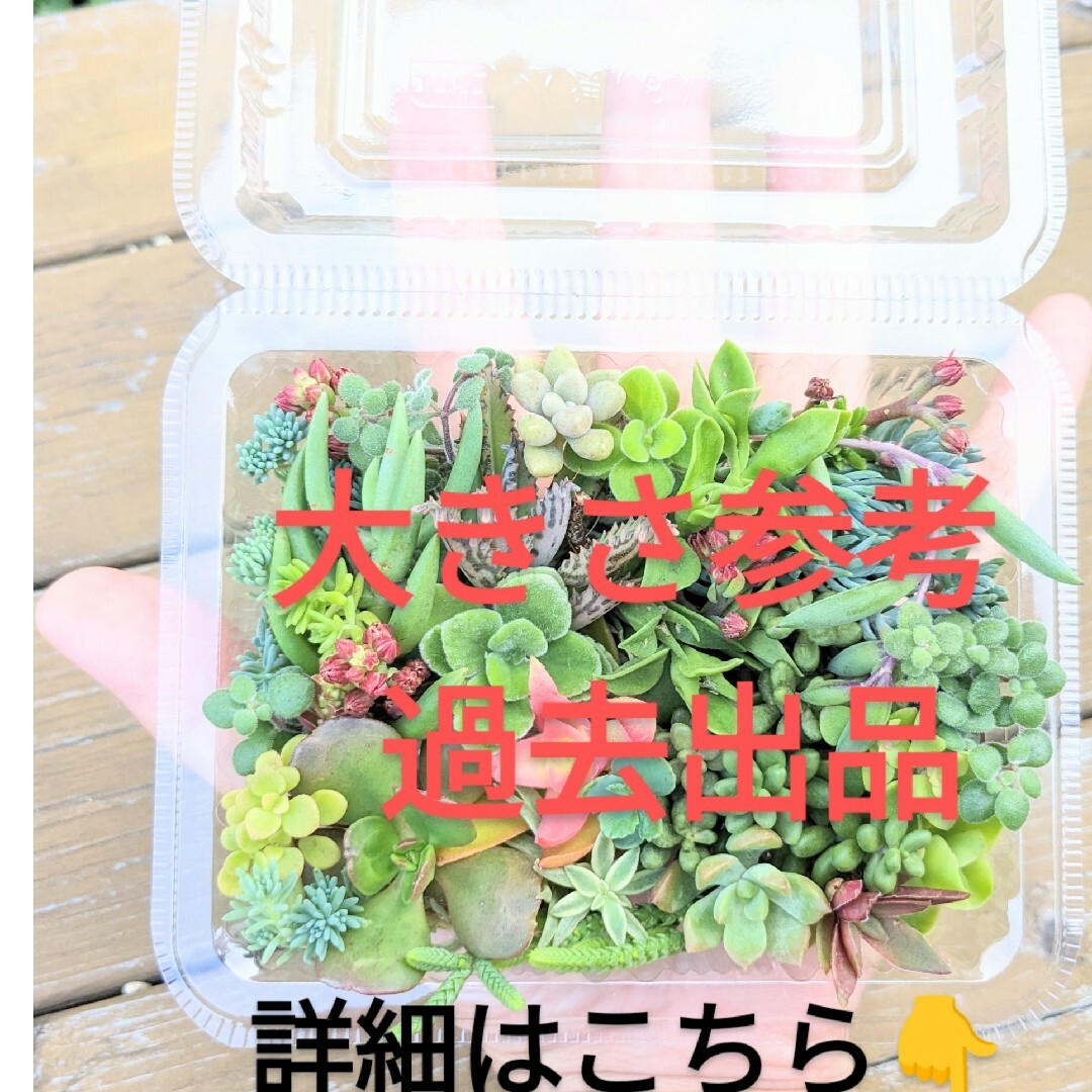 セダム・カット苗　詰め合わせ　５０ｇ梱包込み　多肉植物 ハンドメイドのフラワー/ガーデン(その他)の商品写真