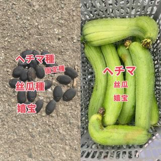 ヘチマ種２０個(野菜)