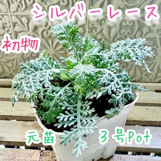 初物‼️ シルバーレース　苗　元苗　3号Pot　シルバーリーフ(その他)