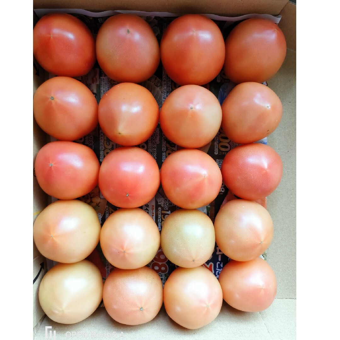小玉麗月トマト　２０玉 食品/飲料/酒の食品(野菜)の商品写真