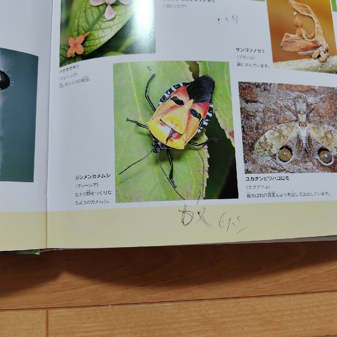 学研(ガッケン)の学研の図鑑　昆虫 エンタメ/ホビーの本(ノンフィクション/教養)の商品写真