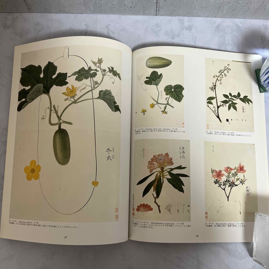 シーボルト旧蔵 日本植物図譜展 本の通販 by 738 shop|ラクマ シーボルト旧蔵 日本植物図譜展 本の通販 by 738 shop|ラクマ