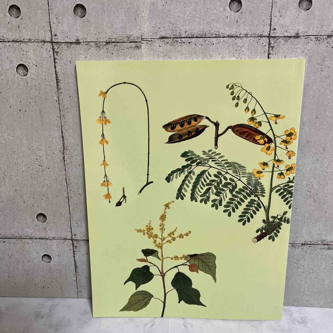 シーボルト旧蔵 日本植物図譜展 本の通販 by 738 shop|ラクマ シーボルト旧蔵 日本植物図譜展 本の通販 by 738 shop|ラクマ