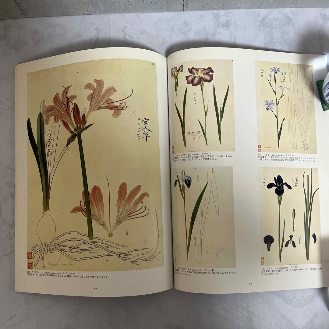 シーボルト旧蔵 日本植物図譜展 本の通販 by 738 shop|ラクマ シーボルト旧蔵 日本植物図譜展 本の通販 by 738 shop|ラクマ