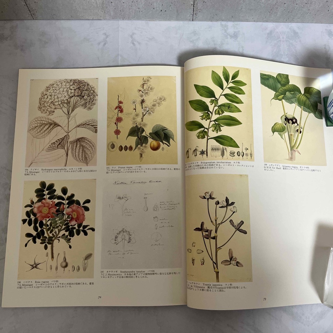 シーボルト旧蔵 日本植物図譜展 本の通販 by 738 shop|ラクマ シーボルト旧蔵 日本植物図譜展 本の通販 by 738 shop|ラクマ