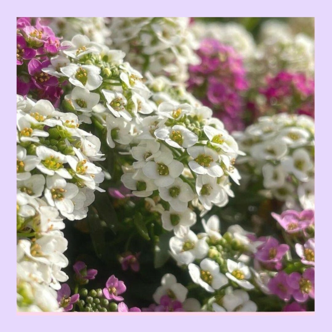 100粒　寄せ植えにも花色多い　✦アリッサムワンダーランドmix✦　花の種 ハンドメイドのフラワー/ガーデン(その他)の商品写真