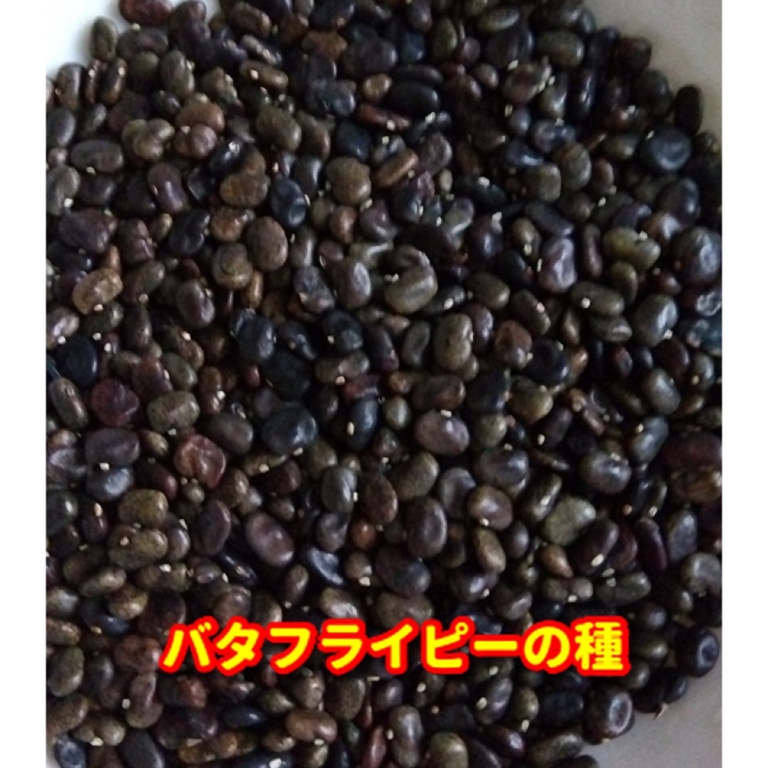 バタフライピーの種・八重咲き【50粒以上】★令和5年産・ベトナムの栽培方法記載 食品/飲料/酒の食品(野菜)の商品写真