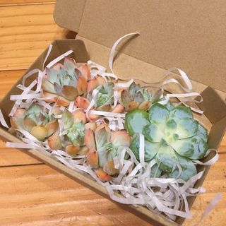 多肉植物　カット苗　カラフル　詰め合わせ(その他)