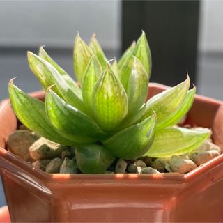 ハオルチア　双眉　オブツーサ系　多肉植物　観葉植物　抜き苗　軟葉系ハオルシア(その他)