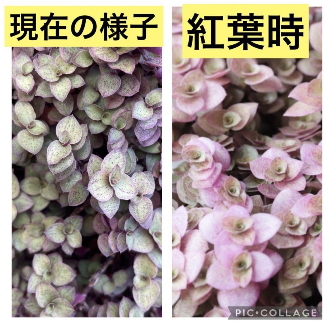 桜色カリシア カット苗 40カット ハンドメイドのフラワー/ガーデン(その他)の商品写真