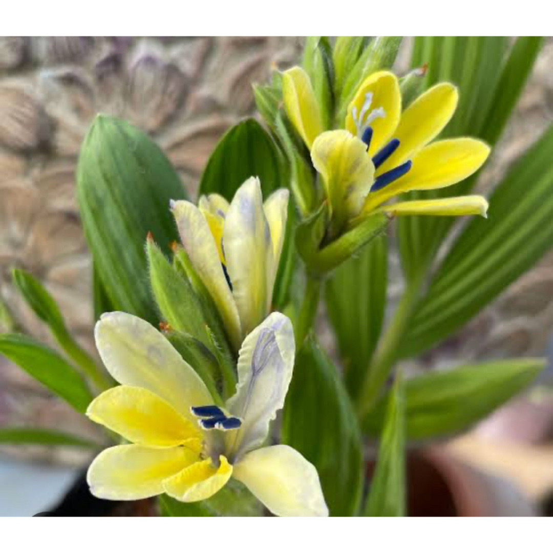 ✴️ 原種バビアナ ✴️ オドラータ ✴️ 甘い香り ✴️ ハンドメイドのフラワー/ガーデン(その他)の商品写真