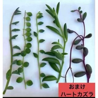 多肉植物　カット苗 ネックレスセット5点➕ハートカズラ (その他)