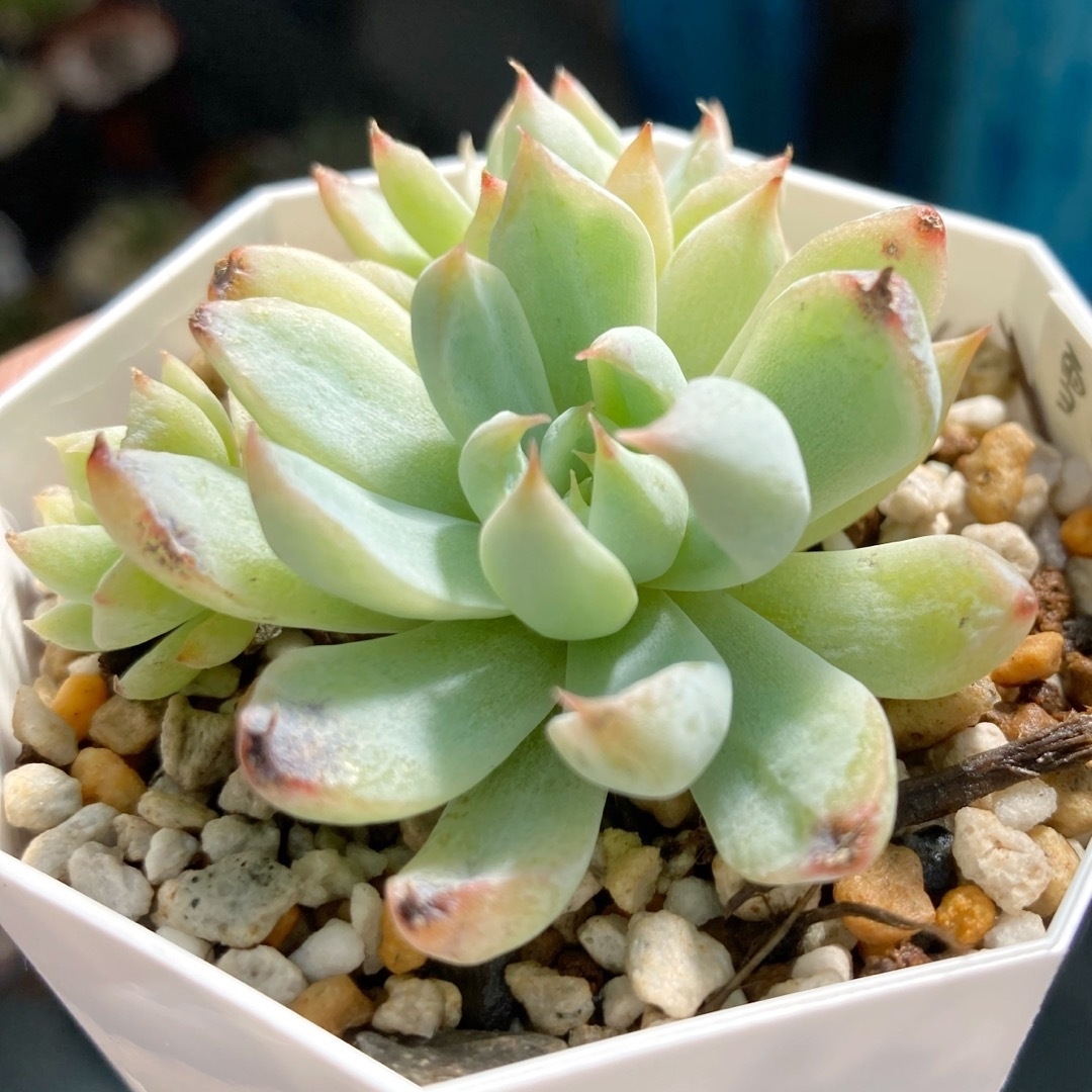 セールの人気商品 多肉植物 雪影 群生 抜き苗 エケベリア | flora