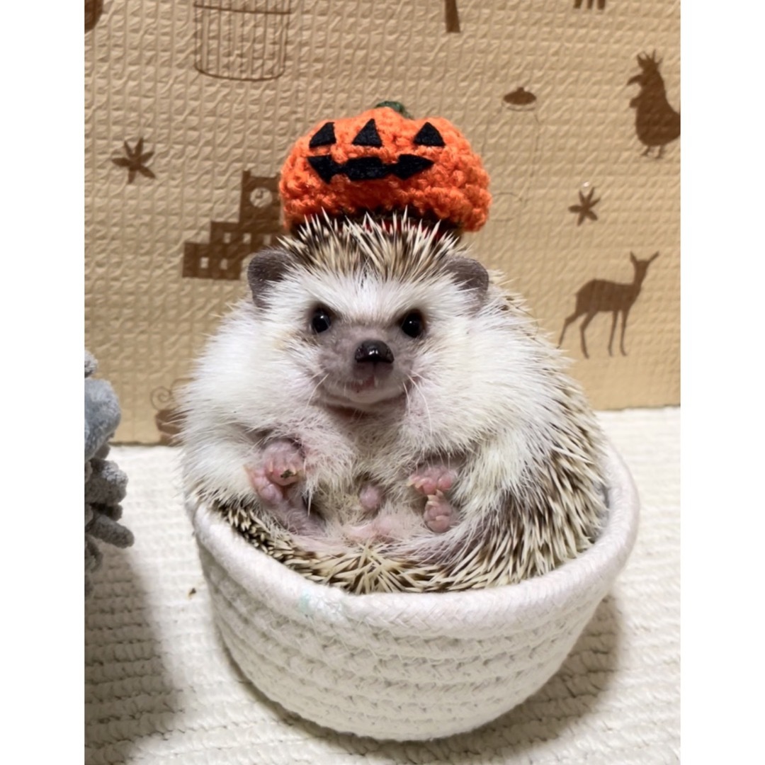 ニットで作ったハロウィンの帽子 ハンドメイドのハンドメイド その他(その他)の商品写真