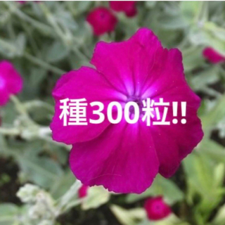 採れたて❣️リクニスコロナリア　フランネルソウ　ピンク　種　300粒(プランター)